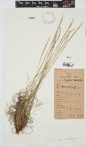Image result for Digitaria monodactyla