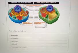 Leaves take in energy via sunlight learning the names of some plant cell parts can be challenging, but this quiz game can help. The Animal Cell Basic Structure The Plant Cell Chegg Com