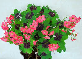 They produce clusters of rosy pink blossoms during the summer, but watch out because the foliage has a unique solid purple imprint in the middle of the four heart shaped leaves. Iron Cross Shamrock Oxalis Deppei Edible Leaves 25 Bulbs Walmart Com Walmart Com
