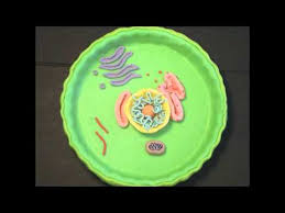 We did not find results for: Animal Cell Project Youtube