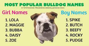 Bulldogs are medium in size, and they are wide and compact with large, thick heads. 600 Unforgetabble Bulldog Names To Begin A Beautiful Friendship