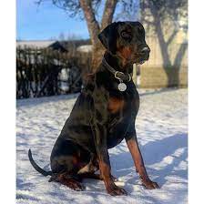 See more of doberman puppies for adoption on facebook. Doberman Breed Information Owner S Guide Tips Facts
