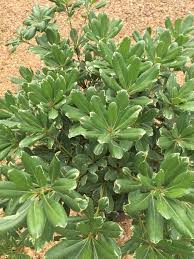 Image result for Pittosporum