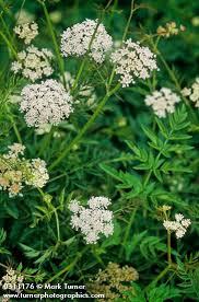 Image result for Oenanthe