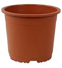 My plant's base does not quite fall in perfectly in the ceramic pot. Cappl 10 Inch Round Pot Pack Of 12 Terracotta Amazon In Garden Outdoors