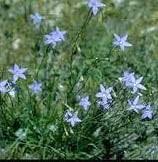 Image result for Wahlenbergia persimilis