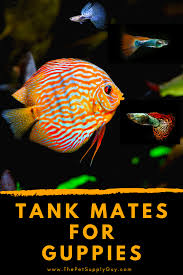 Best Tank Mates For Guppies The Pet Supply Guy In 2020 Cool Tanks Fish Care Fish Tank