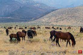 Local Organization Seeks Volunteers To Help Feed Virginia Range Wild Horses
