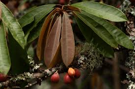 Image result for Englerophytum