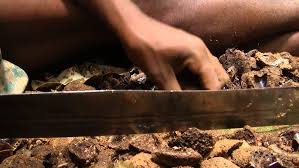 Image result for Panda oleosa