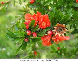 Pomegranates are produced on large deciduous shrubs that can also be trained as a small patio tree. Shutterstock Puzzlepix