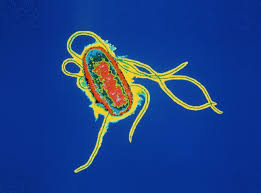 However, eating or drinking food or water. Engineered Bacterium Hunts Down Pathogens Nature News Comment