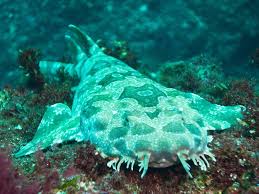 Moreton Island Is Actually One Of The Best Places In The World To See One Of The Least Frightening Species Of Shar Species Of Sharks Ocean Creatures Snorkeling