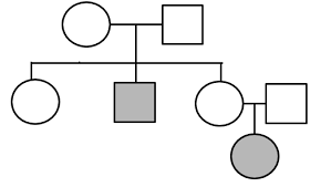 You will find easy answers to many of the biological topics with the simple explanation from shomu's biology online. Pedigrees Practice Pedigrees Practice Human Genetic Disorders