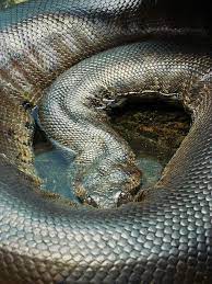Looks Like An Anaconda Elephant Trunk Snake Amazing Scale Texture Beautiful Snakes Snake Reptiles And Amphibians