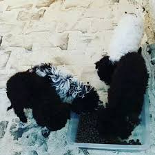 Lagottoromagnolo Cinsi Yavru Kopek Lerimiz Dunya Ya Gelmistir Truf Mantar I Avci Anne Ve Baba Lagotto Yarulari Icin B Instagram Posts Instagram Post