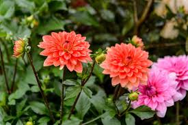 BBC Gardeners' World Autumn Fair returns to Audley End