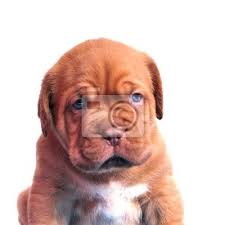Jeden woche lieferung nach hause. Bordeauxdogge Welpen Portrat Fototapete Fototapeten Brut Dogge Blue Eyed Myloview De