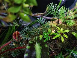 Image result for Elaphoglossum lancifolium