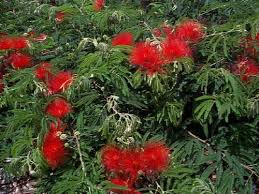 Image result for Calliandra tweedii