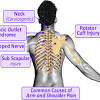The glenohumeral joint, the acromioclavicular joint (a/c joint) and the sternoclavicular joint. 1