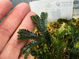 Image result for Selaginella kalbreyeri