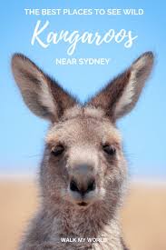 The Best Places To See Wild Kangaroos Near Sydney We Ll Give You Locations To Have A Genuinely Wild Encounter With Th Australia Australia Vacation Sydney Walk