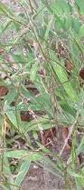 Image result for Digitaria brazzae