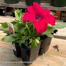 Annual Petunia Flats Packs Williams Nursery Petunias Flower Garden Flat Pack