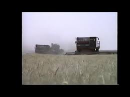 Image result for Light Wheat 1988 Tracer