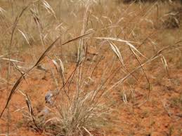 Image result for Themeda