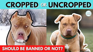 This is a video tutorial on how to correct folded ears on pitbulls or bullys. Is Ear Cropping Good Or Bad For Your Dog Should It Be Banned Vote Now Youtube