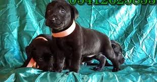 Satilik Labrador Labrador Yavrulari Labrador Retriever Retriever