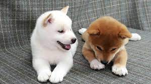 These shiba inu marshmallows are a sweet way to celebrate the beloved breed. I Looking For A White Or Cream Shiba Inu And Was Wondering If You Guys Know Any Good Breeders In Or Near California Shiba