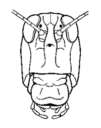 The term grasshopper is an imprecisely defined name referring most commonly to members of two orthopteran families: External Anatomy Of The Grasshopper Biology Libretexts