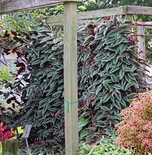 Image result for Cissus