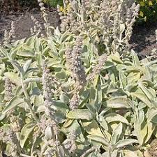 Image result for Stachys didymantha