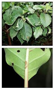 Image result for Hymenodictyon