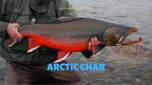 Arctic Char Salvelinus Alpinus Profile Description Seafish