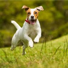 The parson russell terrier has a gait. Jack Russell Terrier Puppies For Sale Available In Phoenix Tucson Az