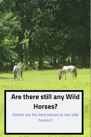 Check spelling or type a new query. Are There Any Wild Horses Horses Wild Horses Wild