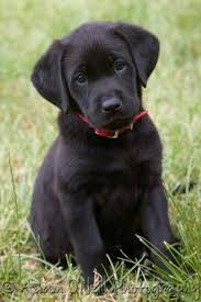 Black And Tan Labrador Retriever Puppies For Sale There S Nothing In The World Cuter Than A Lab Puppy Chiots Labrador Chiot Animaux Mignons