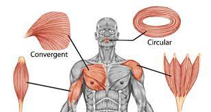 Muscles are all made of the same material, a type of elastic tissue (sort of like the material in a rubber band). Shapes Of Skeletal Muscle Teachpe Com