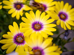 Check spelling or type a new query. Flowers By Color Archives My Life In Blossom