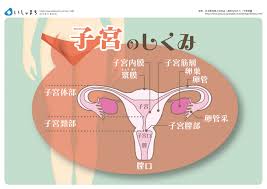 ボード 女性診療科 産科 obstetrics and gynecology のピン