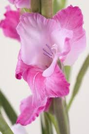 Gladiolus are a delightful addition to the summer garden, but many gardeners wish that they could get their gladiolus to bloom early so that they can enjoy the beauty longer. Difference Between A Gladiola An Iris