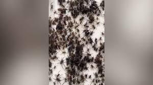 We provide same day service at no extra charge. Spider Infestation In Australia Will Have You Bugging Out Latest Headlines Oanow Com