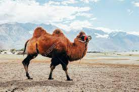 Camels only sweat when the outside, daytime temperature is. Double Hump Camel Walking In The Desert In Nubra Valley Ladakh Stock Photo Picture And Royalty Free Image Image 64805005