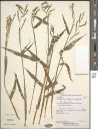 Image result for Urochloa arrecta
