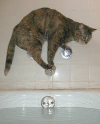 A Good Sense Of Balance Is Vital Via Spinpicks Funny Animals Cats Crazy Cats
